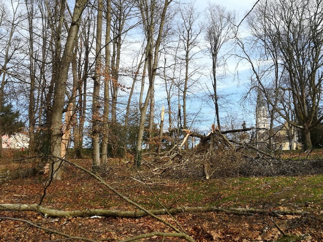 des-arbres-sont-tomb-s-dans-la-nuit-de-dimanche-lundi