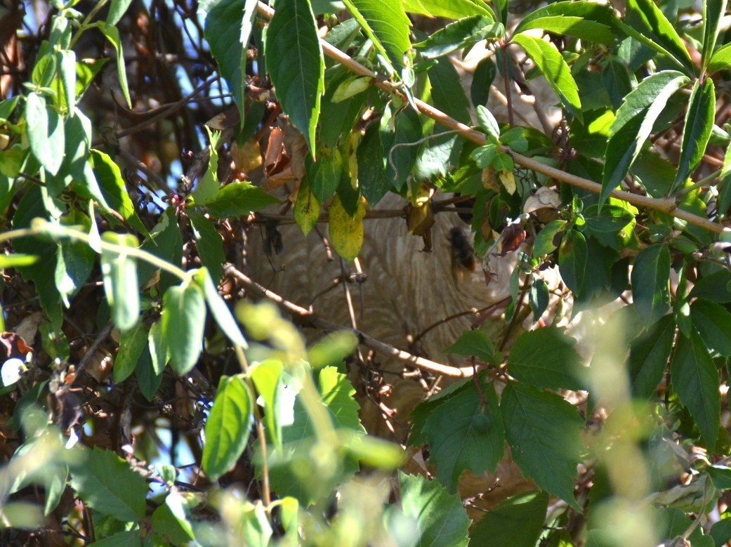 TORCY: Employee taken to hospital after being bitten by Asian hornets