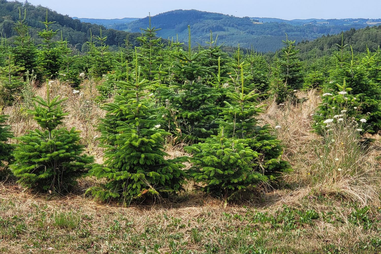 CONSOMMATION Les sapins de Noël du Morvan visent une indication géographique protégée Infos